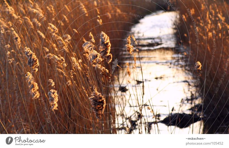 romantic silence Common Reed Brook Sunset Stalk Reflection Waves Romance Calm Rügen River Water Stone Wind Orange wave