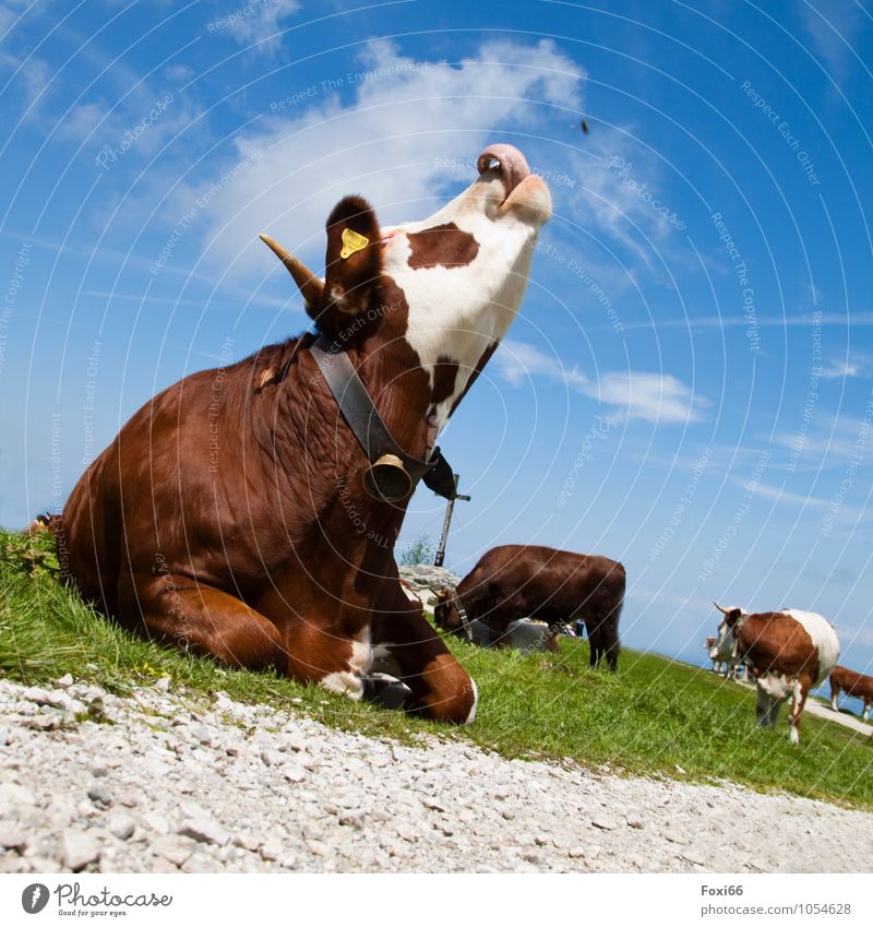 Hut fun / Flycatchers Landscape Sky Clouds Summer Beautiful weather Grass Mountain Farm animal Cow 1 Animal Herd Observe Movement Hiking Exceptional Delicious