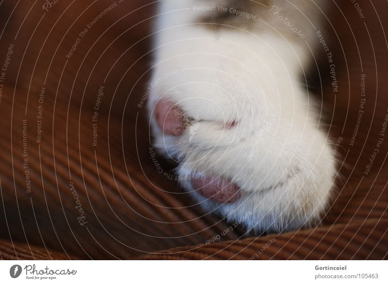 Cord paw I Pet Cat Pelt Paw Lie Soft Brown White Cat's paw Smooth Delicate Colour photo Close-up Detail Macro (Extreme close-up) Deserted 1