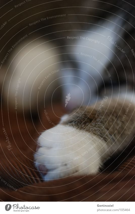 Cord paw II Pet Cat Pelt Paw 1 Animal Lie Sleep Dream Cute Soft Brown Calm Cat's paw Smooth Colour photo Interior shot Detail Shallow depth of field