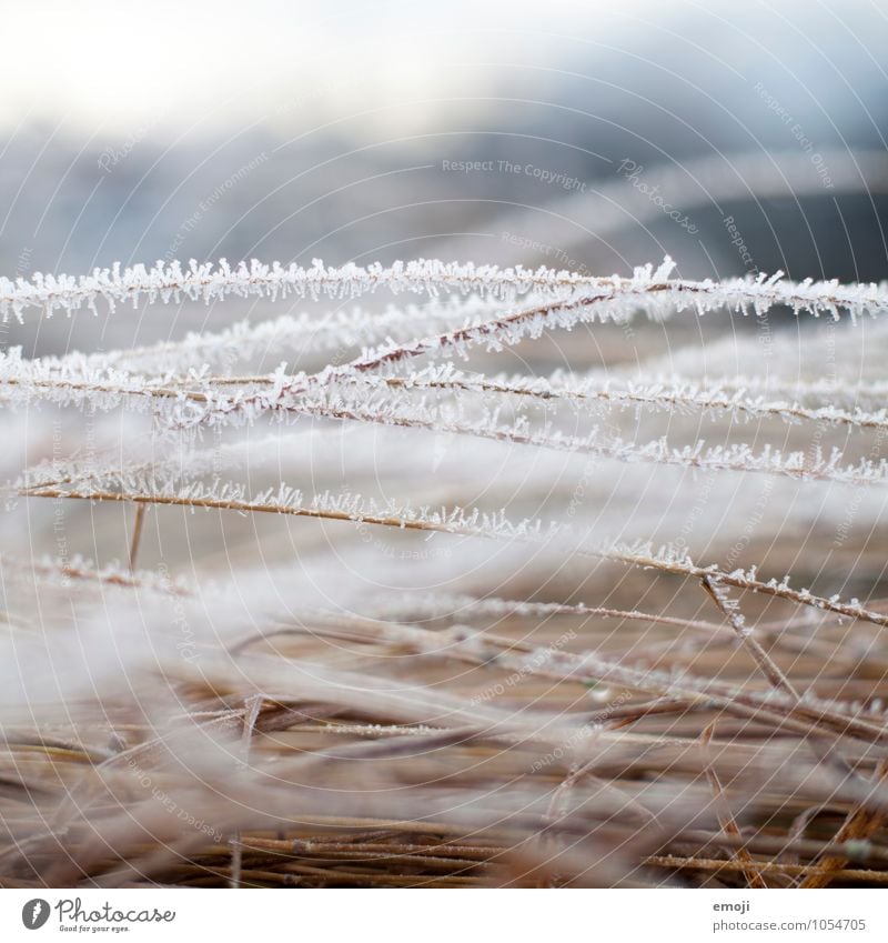 frost Environment Nature Plant Winter Ice Frost Snow Bushes Cold Natural Colour photo Exterior shot Close-up Deserted Day Shallow depth of field