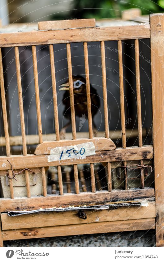 Bird Market Mong Kok Hongkong Mongkok China Asia Town Downtown Marketplace Animal Zoo Petting zoo 1 Baby animal Sadness Longing Loneliness Distress Perturbed