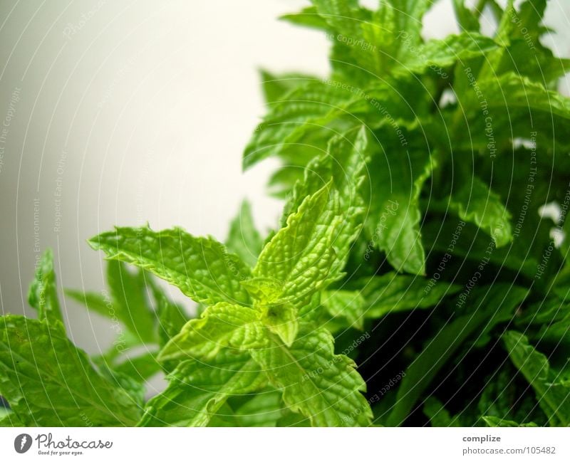 (mint) Green Mint Ingredients Healthy Dark green Bright green Rachis Plant Balm Herb garden Growth Vegetarian diet Macro (Extreme close-up) Close-up