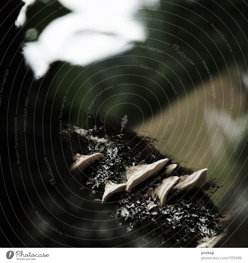 Shroomies, lichens, fluttering men Tree Parasite Field Depth of field Animal Leaf Disgust Beautiful Norway Grief Distress Communicate Mushroom Bond North Nature