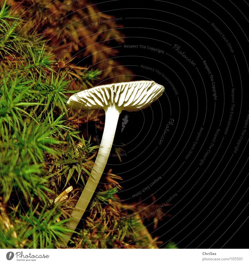 From darkness into light Dark White Black Green Brown Plant Allgäu Macro (Extreme close-up) Close-up Summer Mushroom Nature ChrISISIS