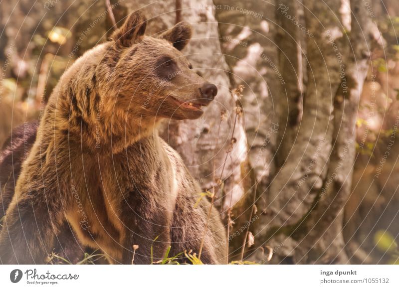 to make you better........................................................ Environment Nature Landscape Plant Animal Forest Siebenbürgen Romania Europe