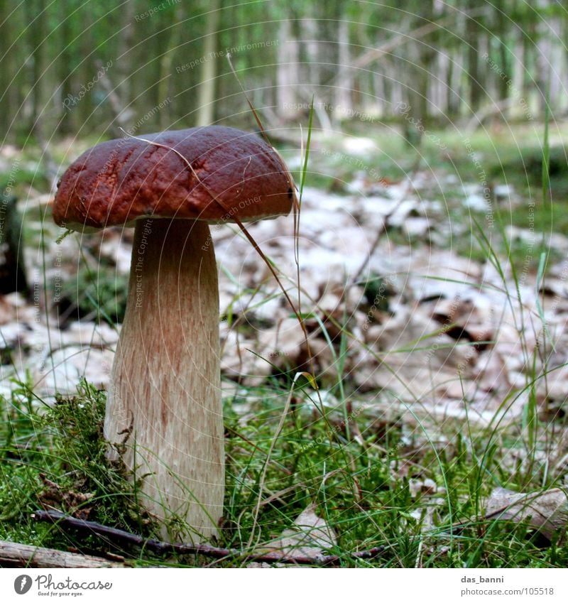 Boletus mushroom square with leaf salad Forest Autumn Green Brown Light brown Growth Grass Woodground Edible Macro (Extreme close-up) Close-up Mushroom Nature