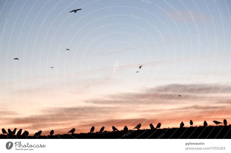 Squatting 1 Sky Clouds Sunrise Sunset House (Residential Structure) Roof Animal Bird Flock Flying Blue Orange Black Crow Colour photo Exterior shot