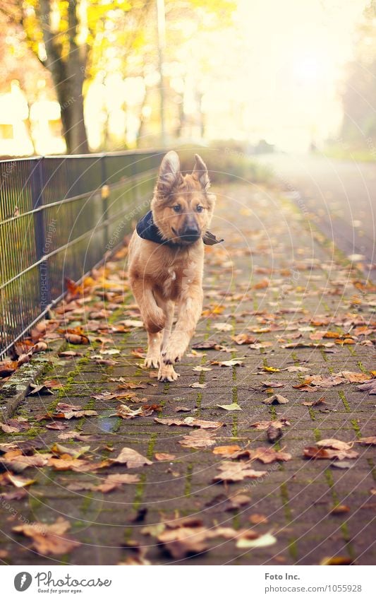 run boy Animal Pet Dog Pelt 1 Baby animal Emotions Moody Joy Happy Happiness Contentment Joie de vivre (Vitality) Spring fever Love of animals Colour photo