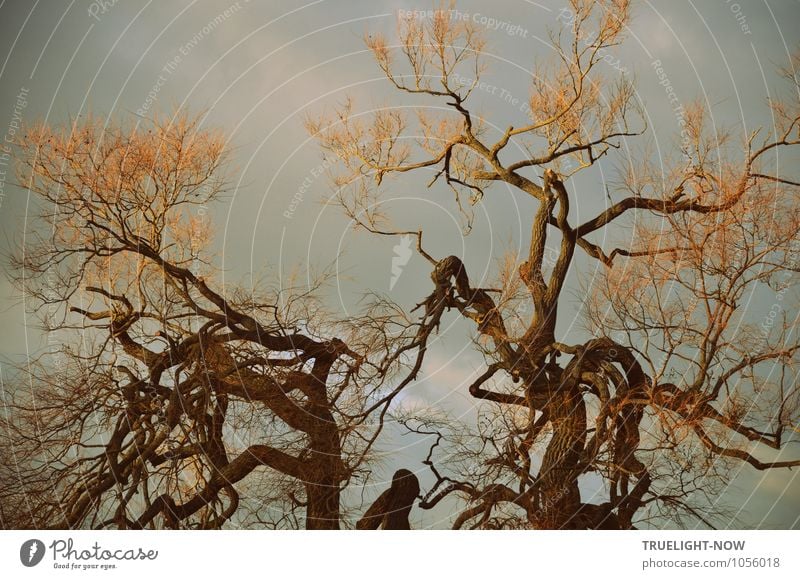 Storm hairstyle. Environment Nature Landscape Plant Air Sky Clouds Spring Winter Beautiful weather Wind Tree Wild plant Treetop Park Sharp-edged Brash Free