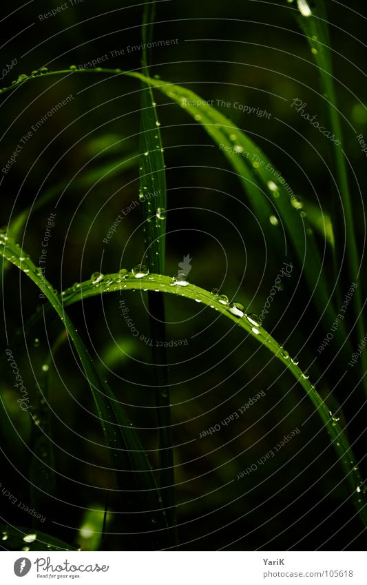 dripping wet II Grass Blade of grass Wet Green Drops of water Rain cheeky Water Point Sphere Contrast Bridge refuse