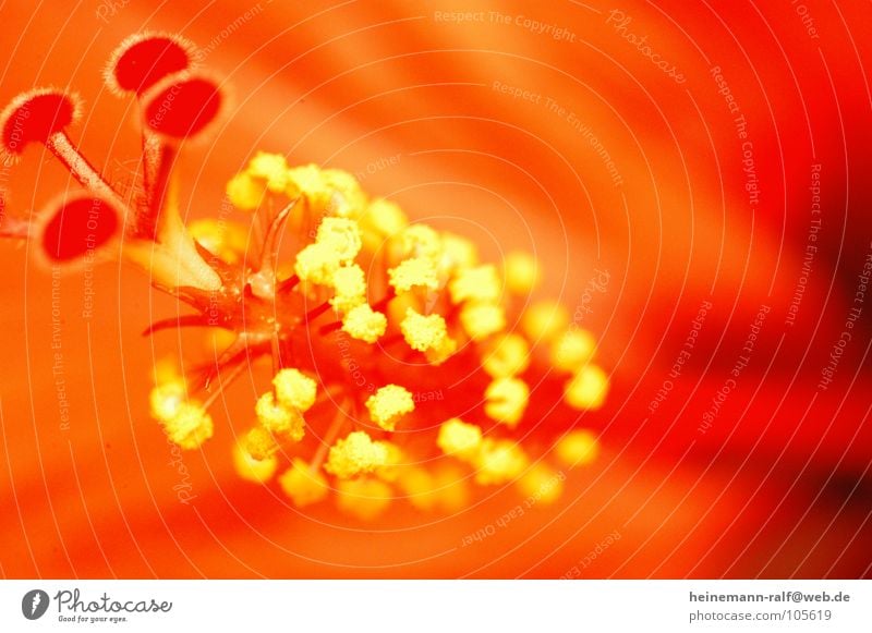 small flower so big Blossom Meadow Macro (Extreme close-up) Close-up Nature Plant red blossom Pistil flower seed