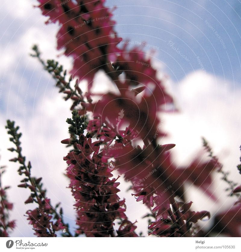 Erika.... Heathland Mountain heather Blossom Flower Heather family Luneburg Heath Pink Small Green Brown Clouds White Wet Towering Blur Autumn