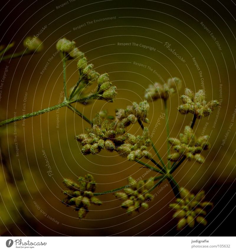 meadow Blossom Flower Plant Stalk Umbellifer Angiosperm White Brown Black Summer Environment Growth Flourish Meadow Beautiful Poison Medicinal plant Dark Colour