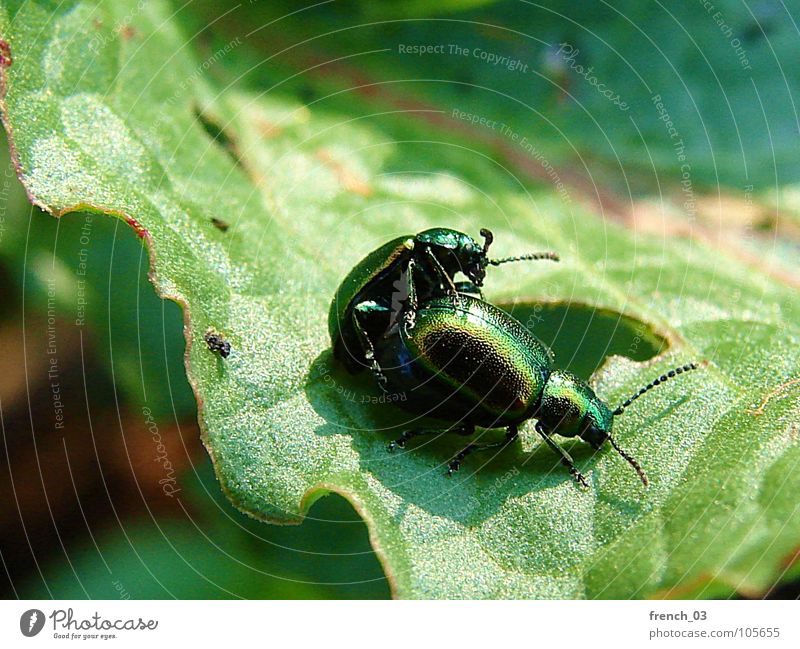 bug lovers Summer Nature Plant Animal Leaf Beetle Green Relationship Senses Dipterous Offspring sorrel beetle leaf beetle Colour photo Close-up Detail