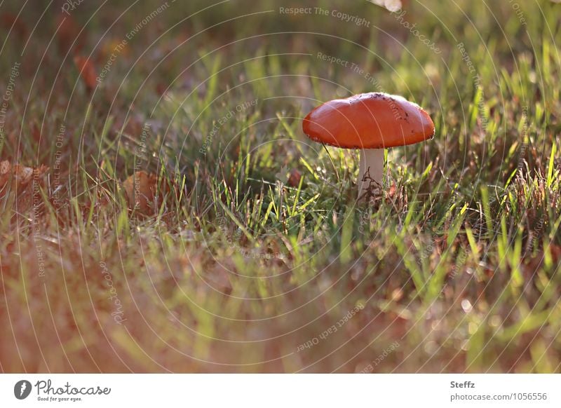 Toadstool in the autumn sun Amanita mushroom Mushroom poisonous mushroom toxic fungus Mushroom cap Amanita Muscaria beautiful autumn weather warm colors