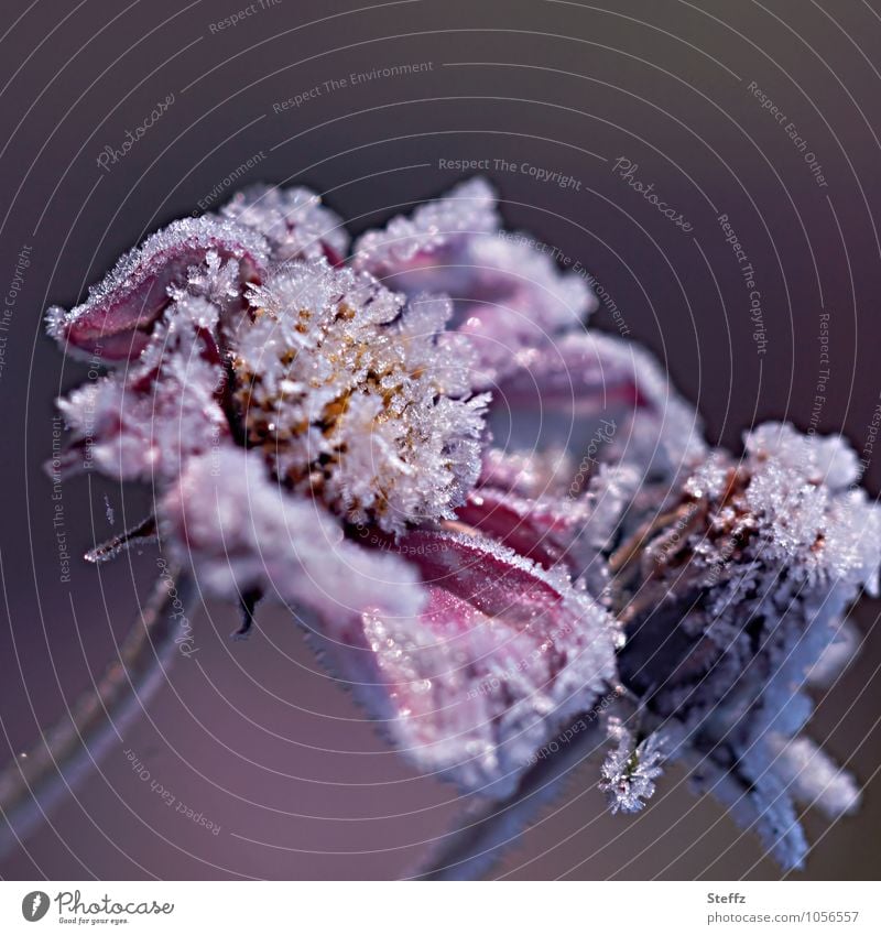 icy flowers Cosmea Cosmea flower iced flowers first frost Frost Nordic Domestic frozen flowers Cold shock cold snap flowering cosmea bipinnata Cosmos