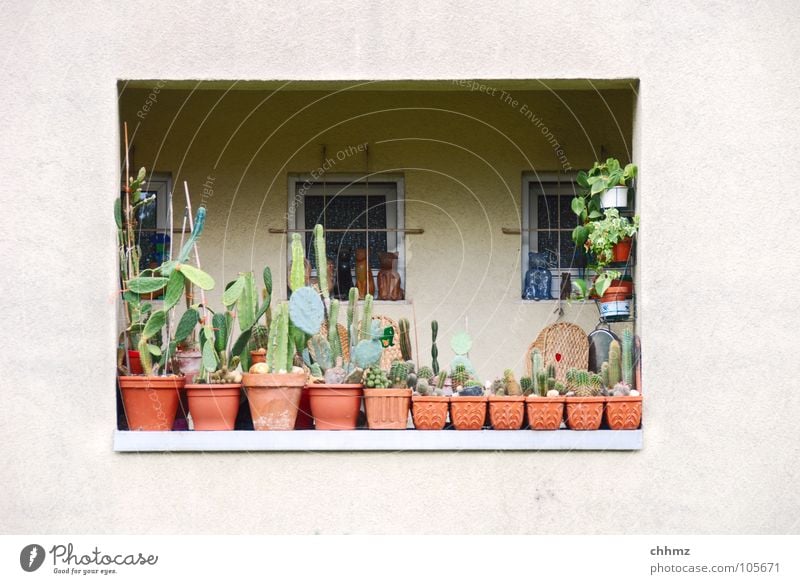 Balconies I Loggia Balcony Vacation & Travel Flowerpot Window Shadowy existence Cactus Handrail Looking Facade Flat (apartment) Plaster Idyll Decoration Gloomy