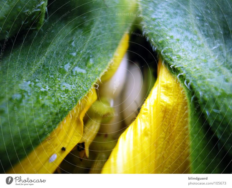 Sheltered and Protected Sunflower Bulb Blossom Green Plant Biology Gardener Summer Perspective Tendril Flourish Growth Yellow Occur Blossoming Deploy