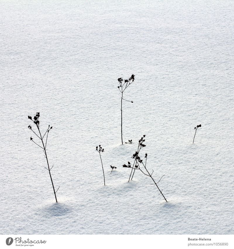 The last of their kind Calm Nature Winter Plant Grass Bushes Faded To dry up Thin Simple Uniqueness Black White Apocalyptic sentiment Dried flower