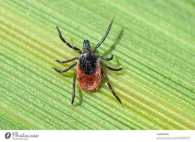 Tick; Woodbuck; Ixodes; ricinus; Nature Grass Spider Free Black White Wood tick more bloodsucking Parasite Bloodsucker sign tick wooden trestle Neutral Set free