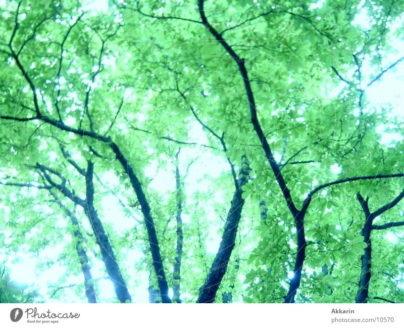 press Leaf Leaf canopy Tree trunk Forest Branch