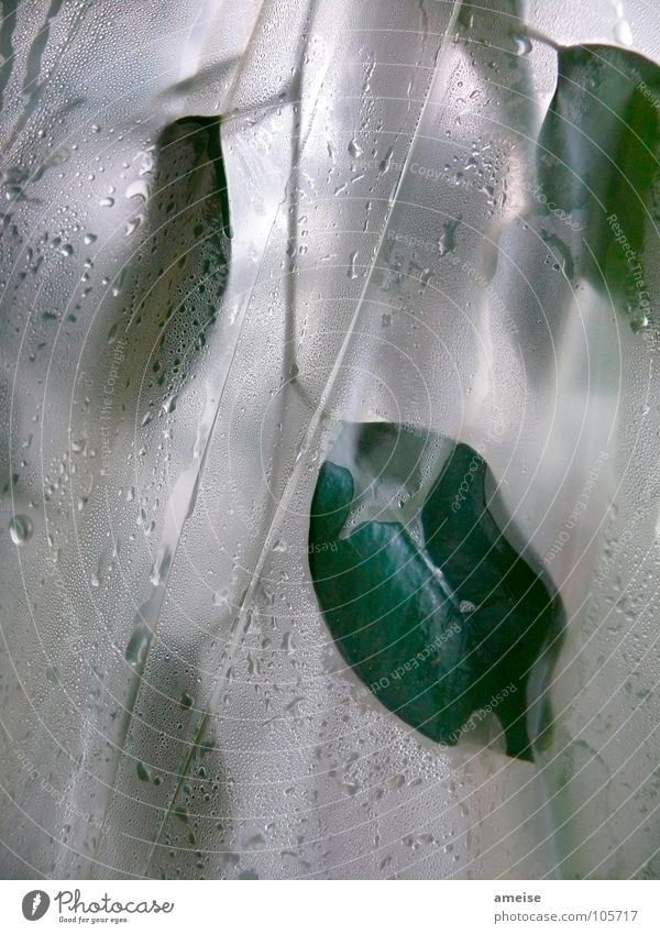 My small greenhouse (pt.1) Greenhouse Plant Fig Ficus benjamina Drops of water Damp Light Leaf Science & Research plastic foil Water Macro (Extreme close-up)