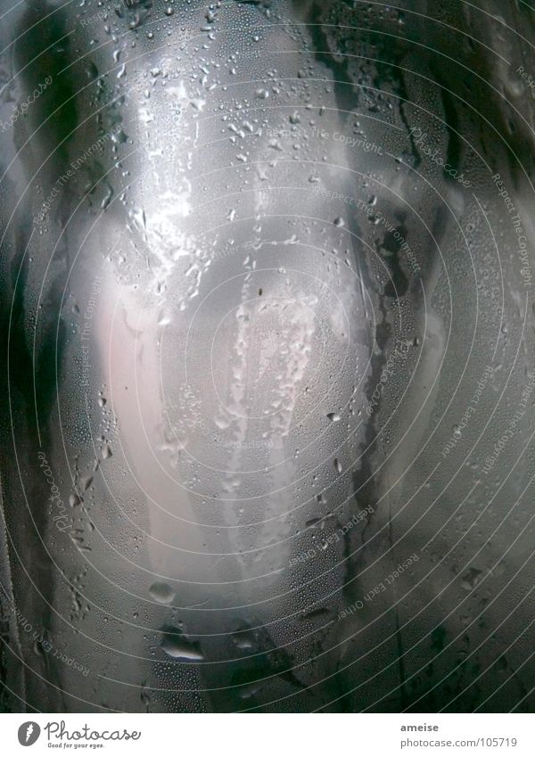 My small greenhouse (pt.3) Greenhouse Plant Fig Ficus benjamina Drops of water Damp Light Science & Research plastic foil Water Macro (Extreme close-up)