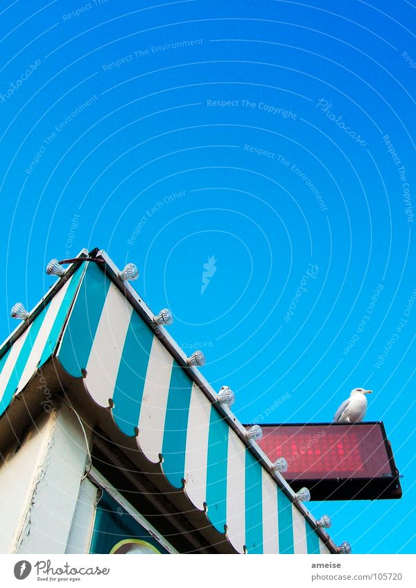 What a heaven Seagull Turquoise Electric bulb Dock Sky Gastronomy Harbour Blue sky Beautiful weather fish'n'chips England seaside Store premises