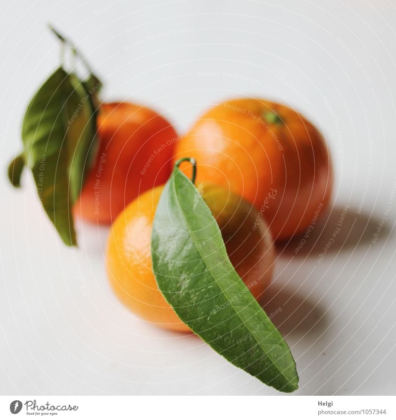 vitaminic Food Fruit Tangerine Nutrition Organic produce Vegetarian diet Leaf Lie Esthetic Fresh Healthy Delicious Natural Round Sweet Green Orange White