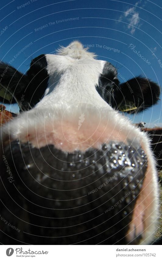 wet kiss Cow Wide angle Agriculture Animal Meadow Summer Green Cyan Vacation & Travel Black Forest Environment Habitat Ecological Clouds Grass Beautiful