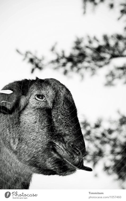 Pffff. Environment Nature Animal Tree Goats 1 Looking Stand Dark Natural Gray Black Emotions Moody Tongue Black & white photo Exterior shot Deserted Day