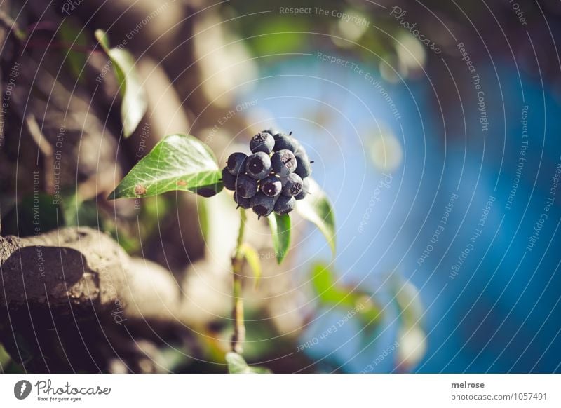 blue berries Style Nature Sky Spring Tree Blossom Wild plant Berries leaves tree stump Twigs and branches River bank Blur Breathe Blossoming Discover Relaxation