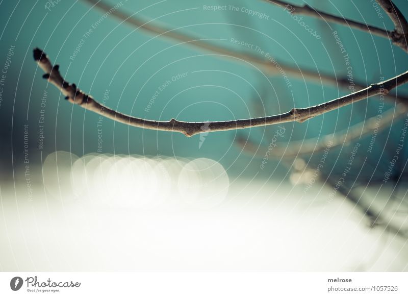 boke chain Nature Landscape Sky Winter Beautiful weather Snow Tree Bushes Twigs and branches Bud Field Forest Reflection Blur Discover Glittering Hang