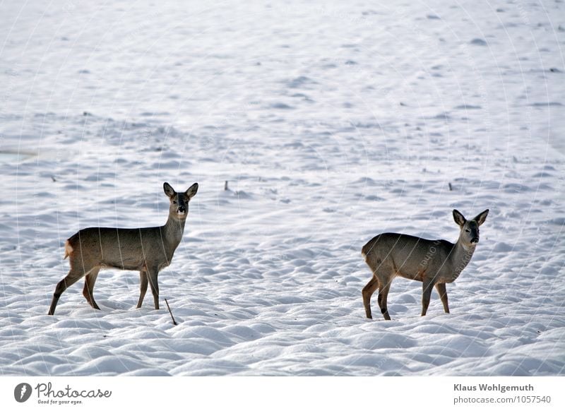 time of need Environment Nature Animal Winter Beautiful weather Snow Field Pelt Roe deer 2 Observe Freeze Blue Brown Black White Peaceful Watchfulness Appetite