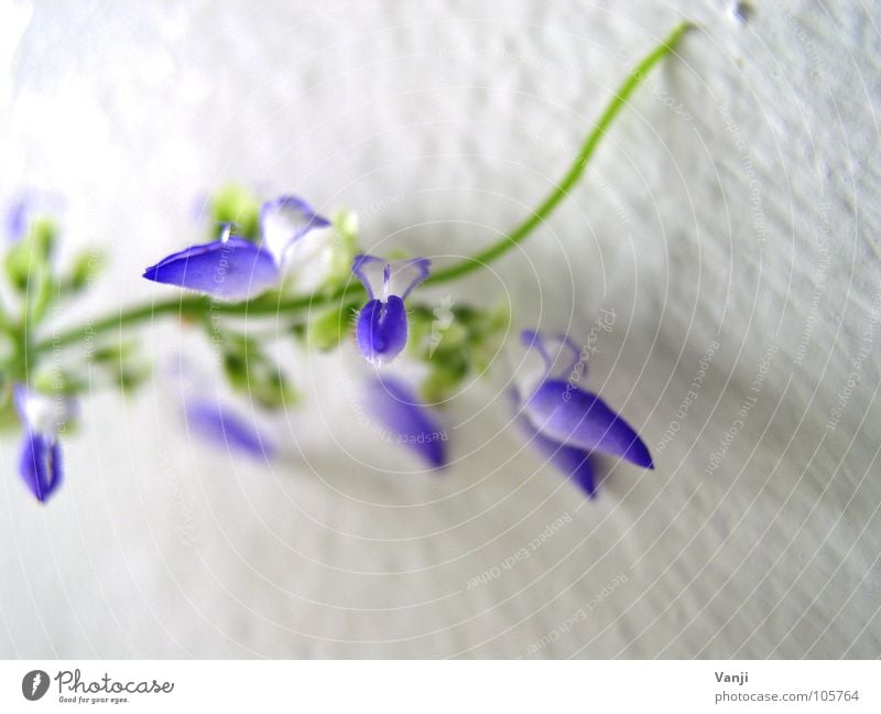 along the wall.... Plant Violet Flower Delicate Fragile Blossom Blossom leave Easy Wall (building) Nature Blue Smooth Colour Macro (Extreme close-up)