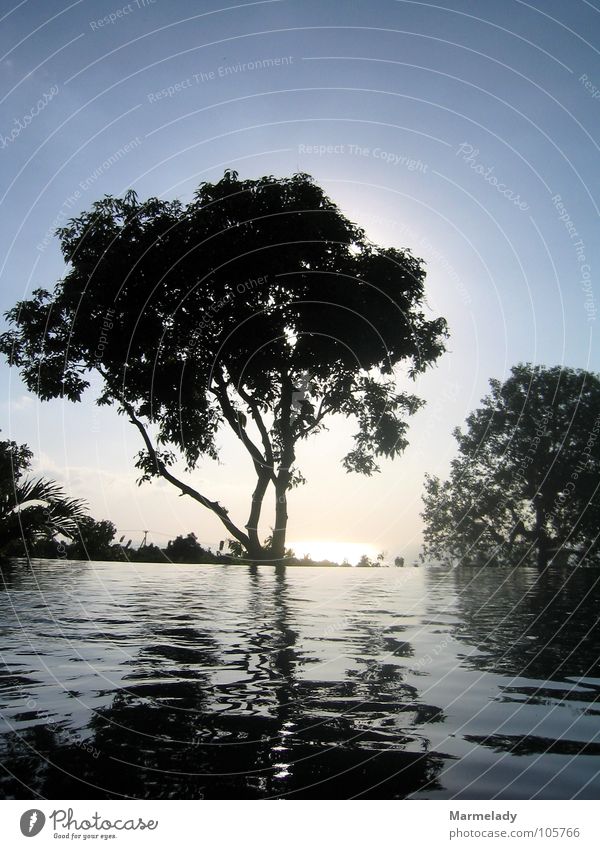 Sunset on Bali Vacation & Travel Relaxation Tree Shadow Water