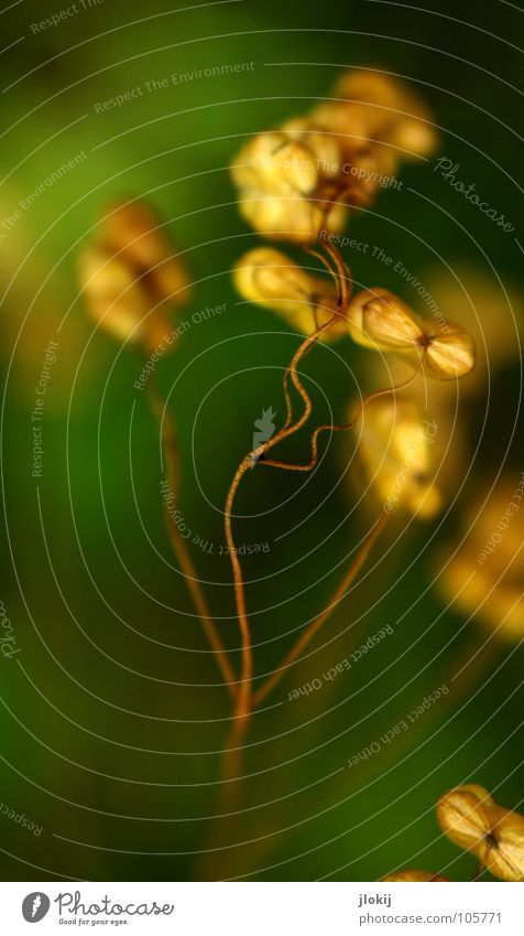 quaking grass Grass Plant Growth Flourish Green Blur Ear of corn Dry Ornamental grass Sweet grass Field Meadow Culture Living thing Heart-shaped Narrow Oval