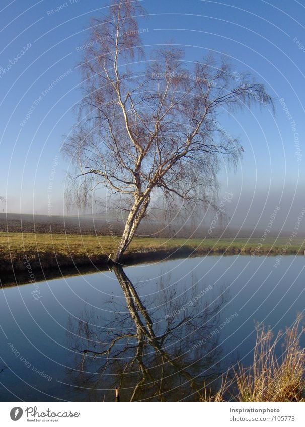 Mirror, mirror ... Tree Leaf Lake Pond Reflection Self portrait Clouds Fog Field Grass Autumn Tree trunk Water Branch Twig Sky Landscape Clarity