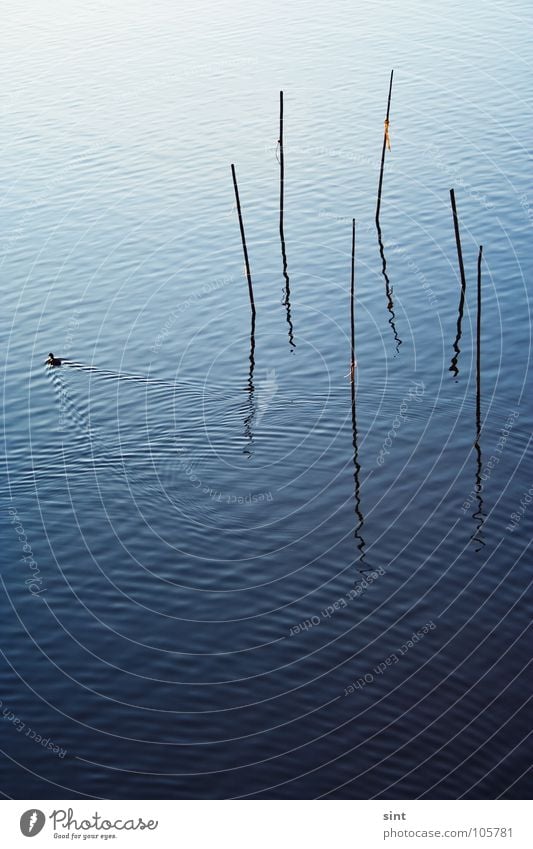 the trap of swimming away Nature Lake Calm Relaxation Serene Simplistic Simple Bird Animal River Brook Water blue stick long exposure reflection resting old