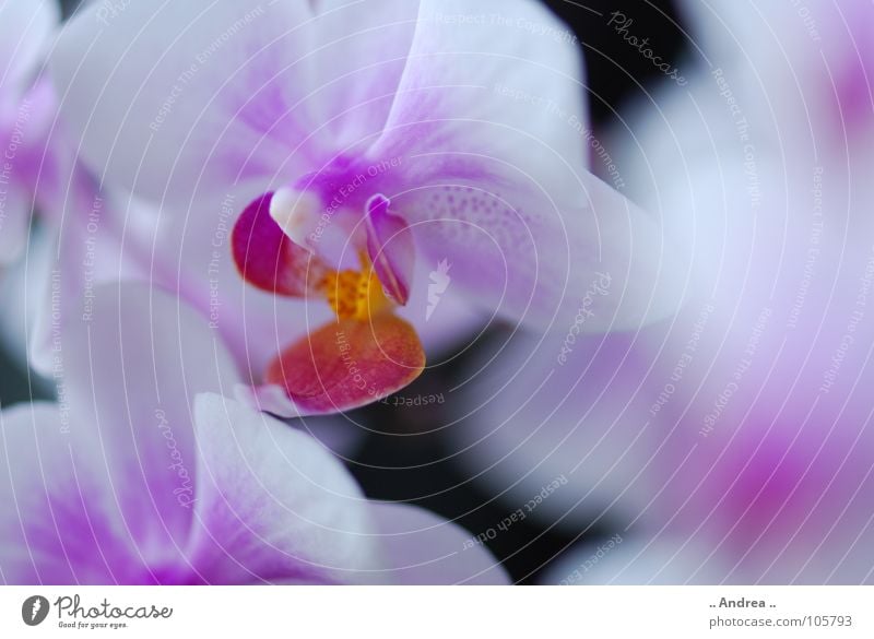 Orchid dream 2 Flower Blossom Blossoming white. purple. flower Noble orchi Colour photo