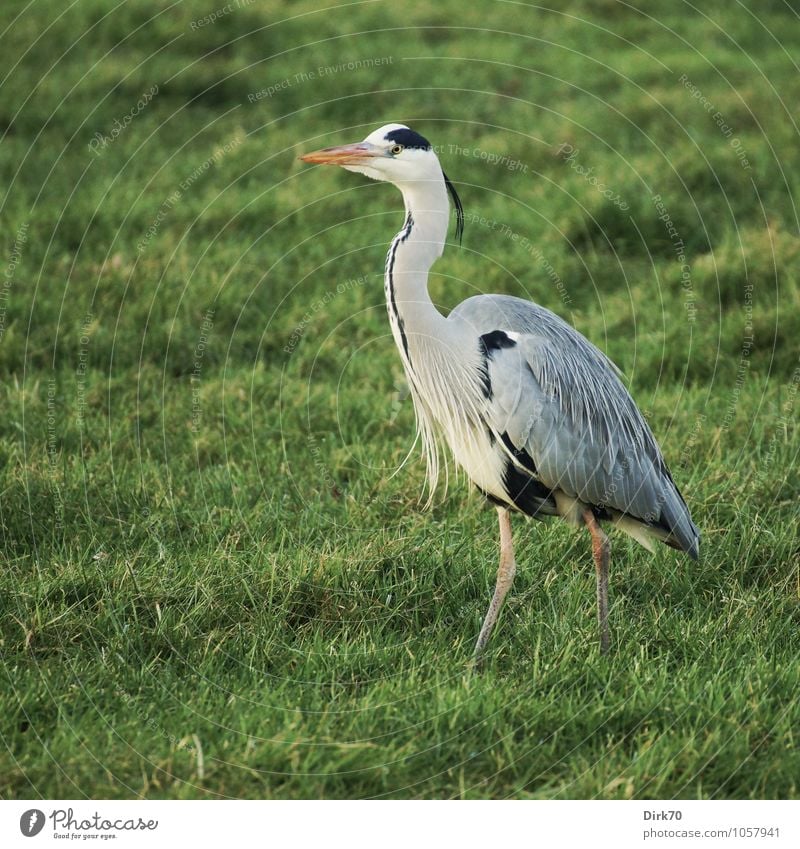 stride forward Agriculture Forestry Sunlight Winter Beautiful weather Grass Meadow Pasture Animal Wild animal Bird Grey heron 1 Going Hunting Yellow Gray Green