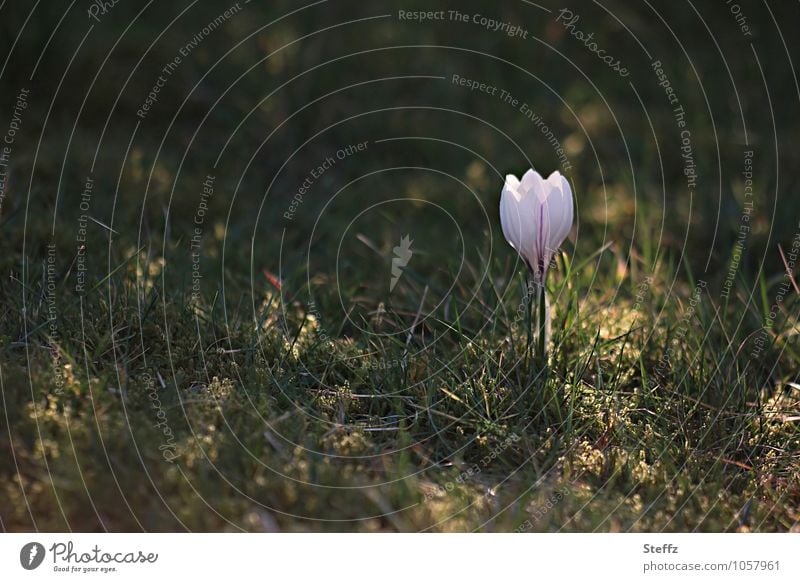 natural | caressed by the sun crocus Spring crocus Nature Awakening white crocus flowering crocus Spring flower vernally herald of spring blooming spring flower