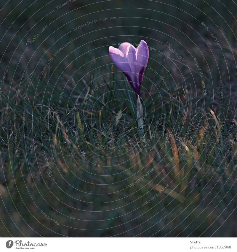 Herald of Spring crocus flowering crocus native early bloomers Domestic Spring flower spring awakening Nordic nature Nature Awakening Spring flowering plant