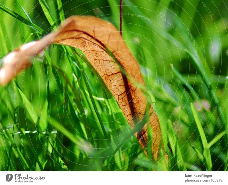 blood vessels or leaf vessels Autumn Leaf Grass Meadow Green Yellow Vessel ateria Blood pulsation Death