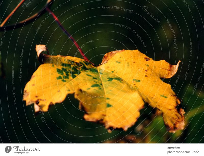 Autumn leaf in detail Leaf Detail Macro (Extreme close-up) Colour Nature