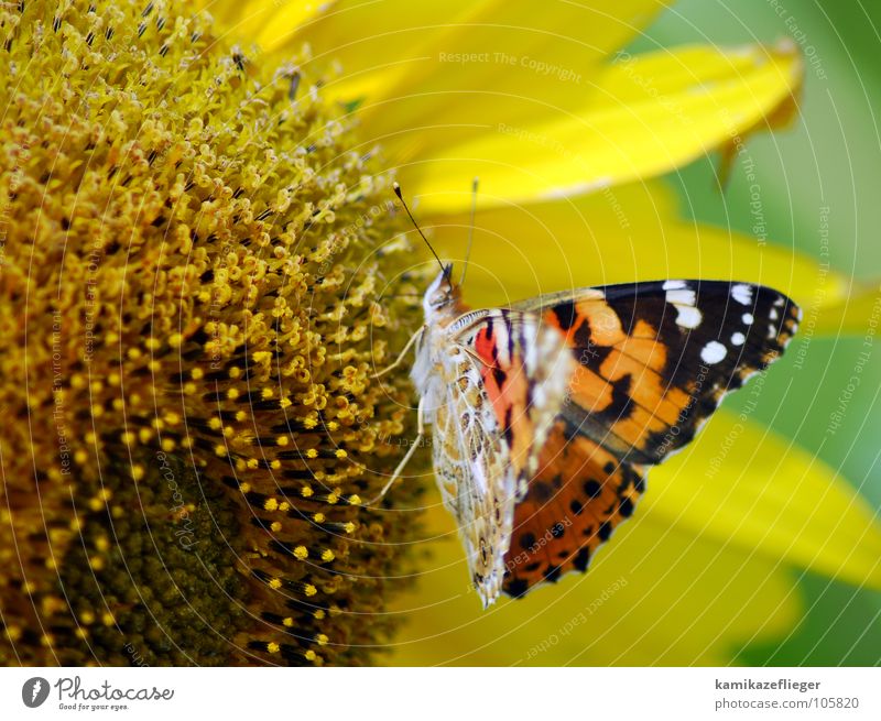 buttercup sunflower Sunflower Butterfly Judder Multicoloured Peacock butterfly Stamen Nutrition Feeler Yellow Brown Summer Nectar Wing To feed