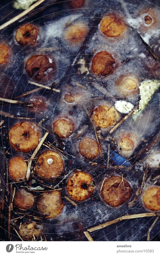 Frozen apples Water ditch Autumn Ice Windfall Spoiled