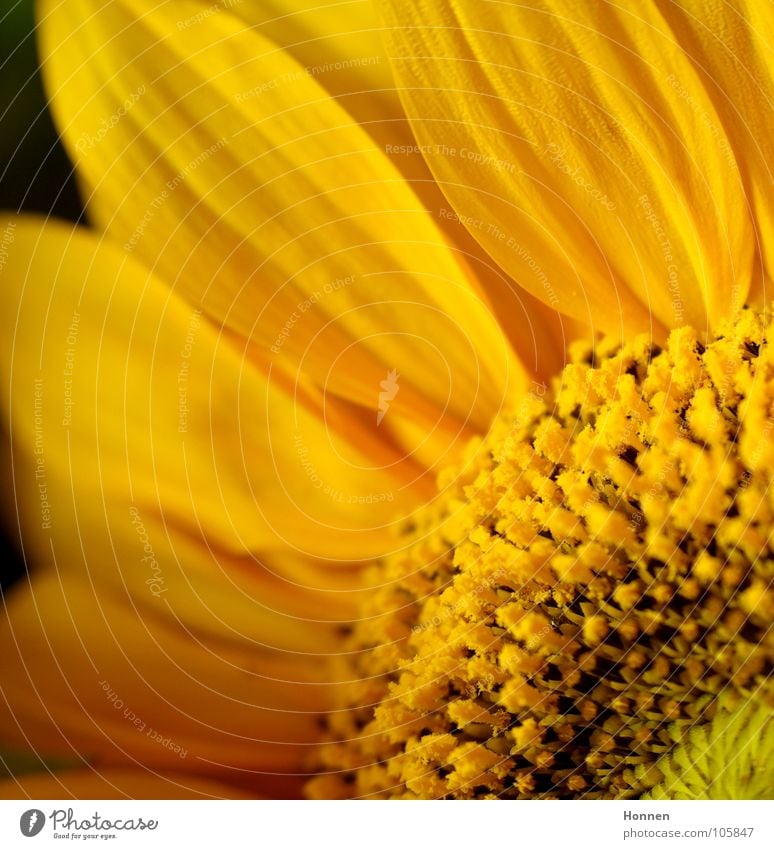 Sun In The Dark III Sunflower Daisy Family Basket Yellow Black Plant Vase Angiosperm Ornamental plant Summer Field Maturing time Growth Favorite flower