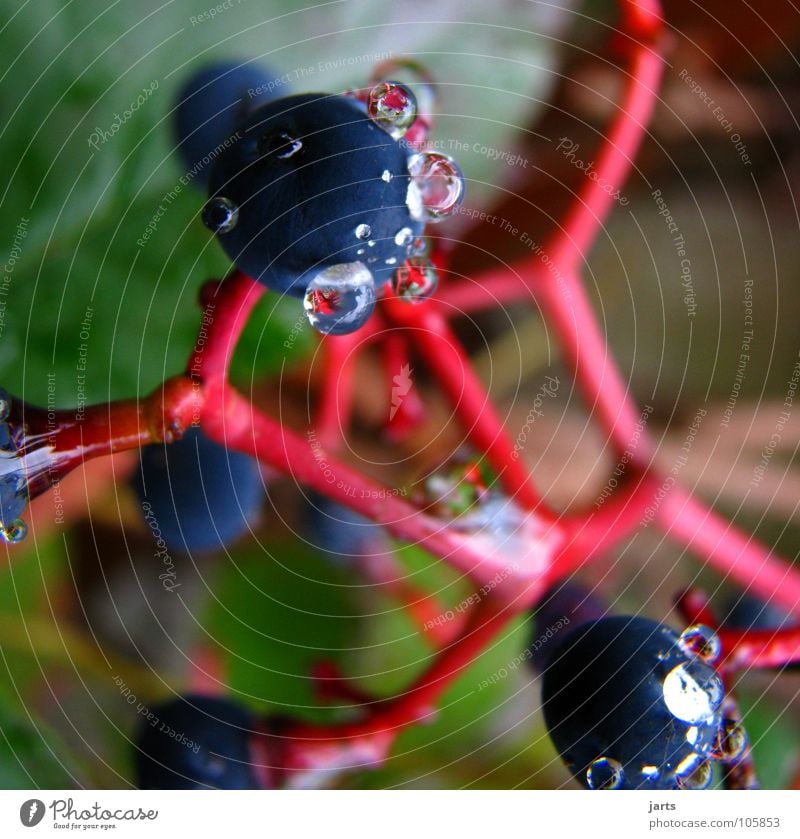 pearls Drops of water Red wine Bunch of grapes Fruit Water Vine jarts Garden